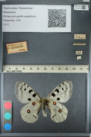 Media type: image;   Entomology 175146